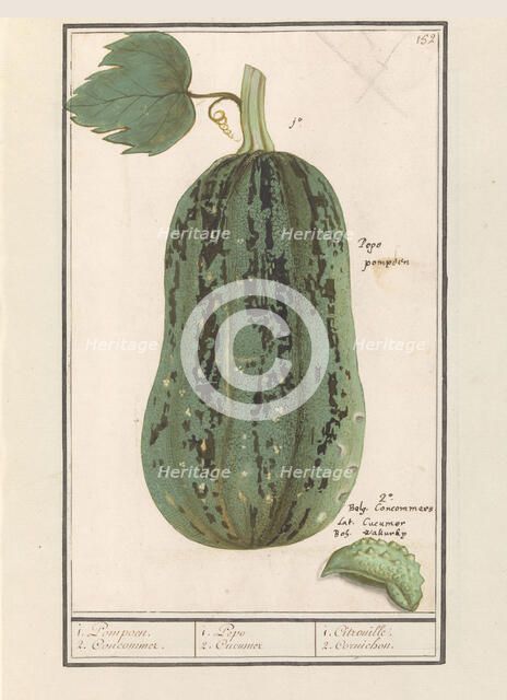 Pumpkin (Cucurbita pepo), 1596-1610. Creators: Anselmus de Boodt, Elias Verhulst.