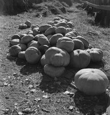 Pumpkins in barnyard to feed cows of rehabilitation client, San Joaquin County, California, 1938. Creator: Dorothea Lange