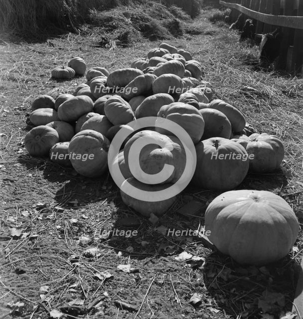 Pumpkins in barnyard to feed cows of rehabilitation client, San Joaquin County, California, 1938. Creator: Dorothea Lange.