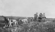 Pup-mobile, between c1900 and 1916. Creator: Unknown