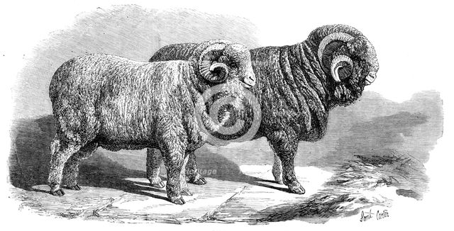 Pure Saxon Merino rams, exhibited at Breslau, 1869. Creator: Unknown.