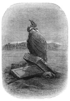 "Purification" (the Griffon Vulture): from "The Bird", by J. Michelet, 1868. Creators: Adolphe François Pannemaker, Albert Doms
