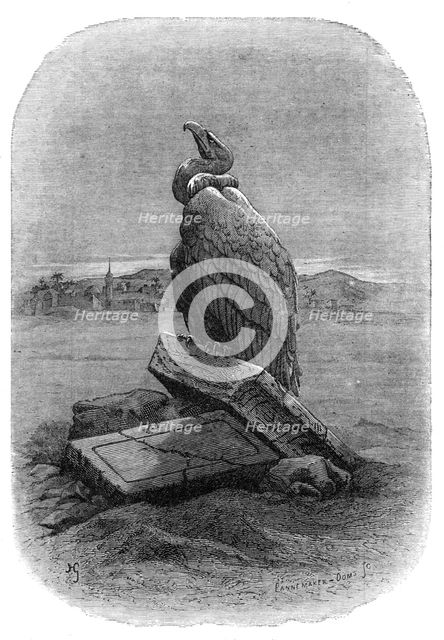 "Purification" (the Griffon Vulture): from "The Bird", by J. Michelet, 1868. Creators: Adolphe François Pannemaker, Albert Doms.
