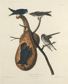 Purple Martin, 1827. Creator: Robert Havell