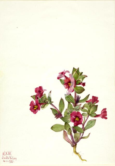 Purple Monkey-Flower (Mimulus bigelovii), 1935. Creator: Mary Vaux Walcott.