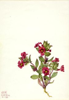 Purple Monkey-Flower (Mimulus bigelovii), 1935. Creator: Mary Vaux Walcott