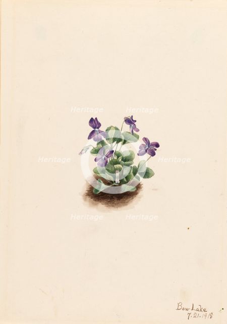 Purple Mountain Violet (Viola adunca), 1918. Creator: Mary Vaux Walcott.