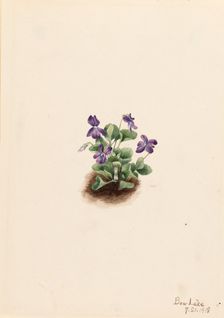 Purple Mountain Violet (Viola adunca), 1918. Creator: Mary Vaux Walcott