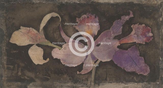 Purple orchid, 1876-1951. Creator: Theodorus Willem Nieuwenhuis.