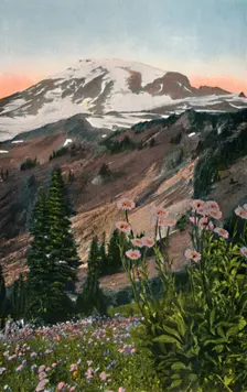 Purple Asters, in Mount Rainier National Park c1916. Artist: Asahel Curtis