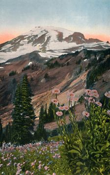Purple Asters, in Mount Rainier National Park c1916. Artist: Asahel Curtis