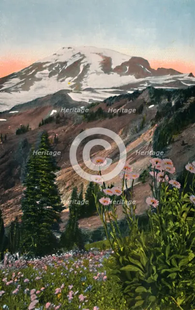 'Purple Asters, in Mount Rainier National Park', c1916. Artist: Asahel Curtis.