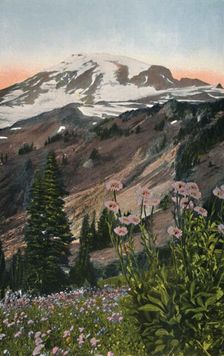 Purple Asters, in Mount Rainier National Park c1916. Artist: Asahel Curtis