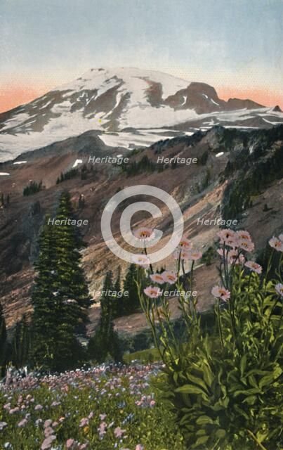 'Purple Asters, in Mount Rainier National Park', c1916. Artist: Asahel Curtis.