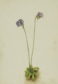 Purple Butterwort (Pinguicula elatior), 1920. Creator: Mary Vaux Walcott