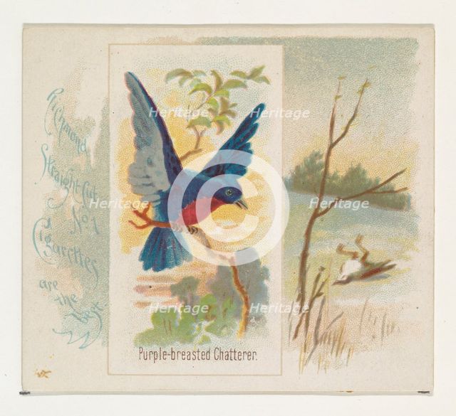 Purple-breasted Chatterer, from the Song Birds of the World series (N42) for Allen & Ginte..., 1890. Creator: Allen & Ginter.