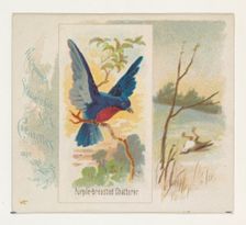 Purple-breasted Chatterer, from the Song Birds of the World series (N42) for Allen & Ginte..., 1890. Creator: Allen & Ginter