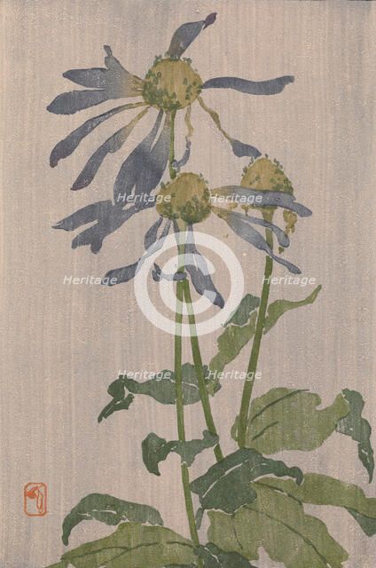 Purple Daisy (also known as Chrysanthème Simple), 1907-1909. Creator: Edna Boies Hopkins.