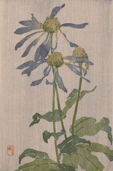 Purple Daisy (also known as Chrysanthème Simple), 1907-1909. Creator: Edna Boies Hopkins