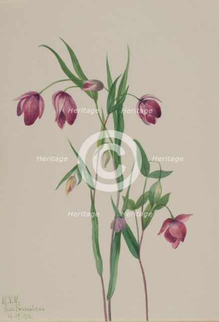 Purple Fairy Lantern (Calochortus anoenum), 1936. Creator: Mary Vaux Walcott.