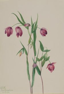 Purple Fairy Lantern (Calochortus anoenum), 1936. Creator: Mary Vaux Walcott