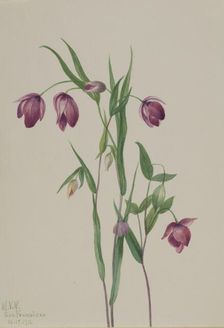 Purple Fairy Lantern (Calochortus anoenum), 1936. Creator: Mary Vaux Walcott