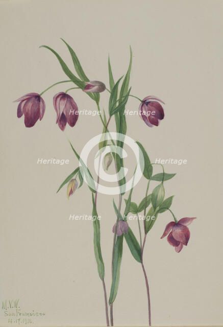 Purple Fairy Lantern (Calochortus anoenum), 1936. Creator: Mary Vaux Walcott.