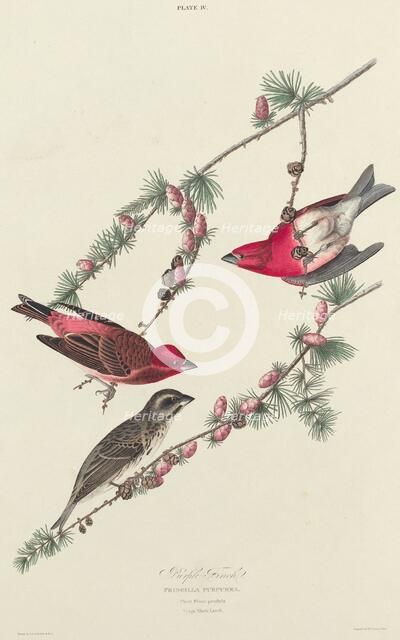 Purple Finch, 1827. Creator: William Home Lizars.