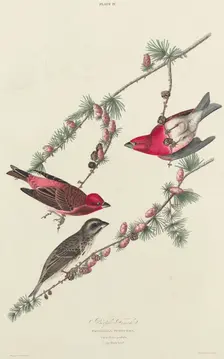 Purple Finch, 1827. Creator: William Home Lizars