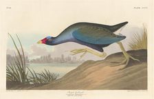 Purple Gallinule, 1836. Creator: Robert Havell
