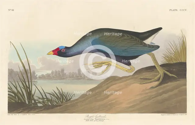 Purple Gallinule, 1836. Creator: Robert Havell.