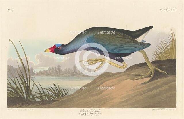 Purple Gallinule, 1836. Creator: Robert Havell.