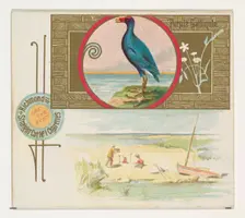 Purple Gallinule, from the Game Birds series (N40) for Allen & Ginter Cigarettes, 1888-90. Creator: Allen & Ginter