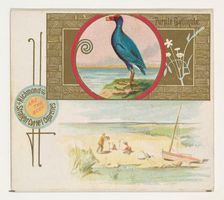 Purple Gallinule, from the Game Birds series (N40) for Allen & Ginter Cigarettes, 1888-90. Creator: Allen & Ginter