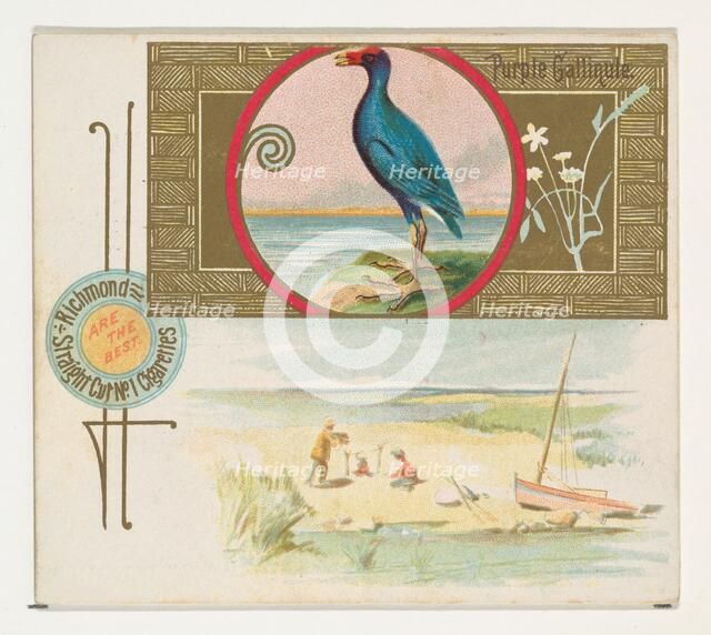 Purple Gallinule, from the Game Birds series (N40) for Allen & Ginter Cigarettes, 1888-90. Creator: Allen & Ginter.