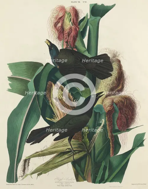 Purple Grackle, 1827. Creator: William Home Lizars.