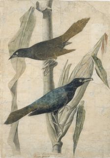 Purple Grackle, early-mid 19th century. Creator: John James Audubon
