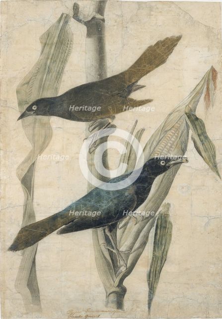Purple Grackle, early-mid 19th century. Creator: John James Audubon.