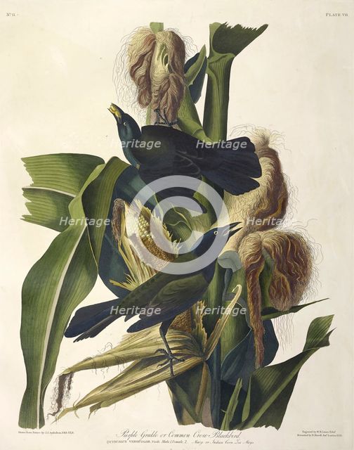 Purple Grakle or Common Crow Blackbird, 1845.