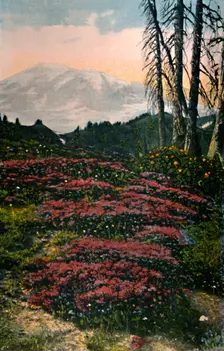 Purple Heather growing Mount Rainier National Park c1916. Artist: Asahel Curtis