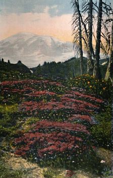 Purple Heather growing Mount Rainier National Park c1916. Artist: Asahel Curtis