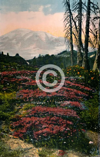 'Purple Heather growing Mount Rainier National Park', c1916. Artist: Asahel Curtis.