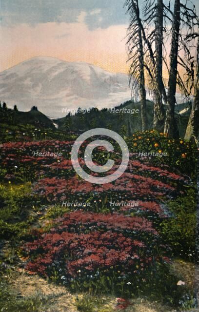 'Purple Heather growing Mount Rainier National Park', c1916. Artist: Asahel Curtis.