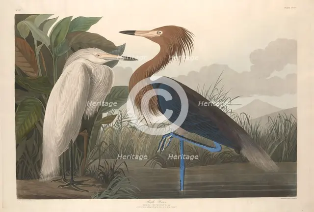 Purple Heron, 1835. Creator: Robert Havell.