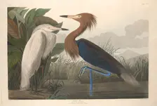 Purple Heron, 1835. Creator: Robert Havell