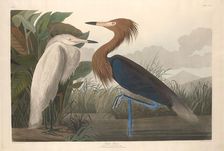 Purple Heron, 1835. Creator: Robert Havell