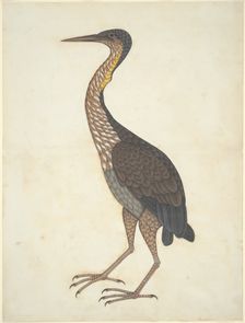 Purple Heron (Ardea purpurea), Company School, c. 1780/1820. Creator: Unknown