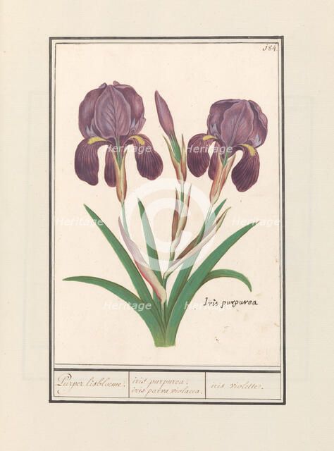 Purple iris (Iris germanica), 1596-1610. Creators: Anselmus de Boodt, Elias Verhulst.