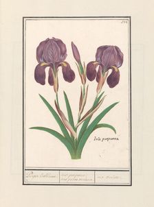 Purple iris (Iris germanica), 1596-1610. Creators: Anselmus de Boodt, Elias Verhulst