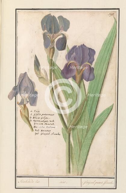 Purple iris (Iris germanica), 1596-1610. Creators: Anselmus de Boodt, Elias Verhulst.